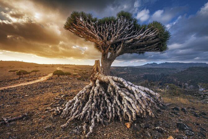 Socotra tree